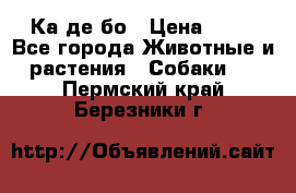 Ка де бо › Цена ­ 25 - Все города Животные и растения » Собаки   . Пермский край,Березники г.